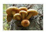 Древесные грибы

Просмотров: 3784
Комментариев: 0