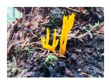 Семейство Рогатиковые.Clavulinopsis Corallinorosacea.
Яркие, тоненькие грибочки. Сейчас их высота около 2-3 см.

Просмотров: 908
Комментариев: 0