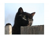 черный кот

Просмотров: 2089
Комментариев: 6