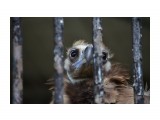 тоска
калининградский зоопарк

Просмотров: 421
Комментариев: 0