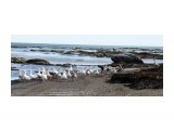 Домашние гуси направились искупаться в Охотском море

Просмотров: 1275
Комментариев: 0