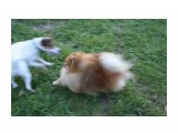 Название: ICH Jolvin Dare To Deam
Фотоальбом: мои шпицы
Категория: Животные

Время съемки/редактирования: 2011:09:14 19:06:04
Фотокамера: Canon - Canon EOS 1000D
Диафрагма: f/5.6
Выдержка: 1/60
Фокусное расстояние: 55/1
Светочуствительность: 500


Просмотров: 653
Комментариев: 0