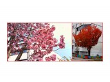 MyCollages
Сакура. Одно и то же дерево весной и осенью

Просмотров: 341
Комментариев: 0