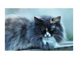 Злобный зеленоглазый котяра
Фотограф: Photohunter

Просмотров: 2689
Комментариев: 12