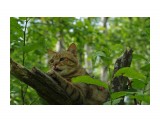 Название: IMGP7164
Фотоальбом: Кот
Категория: Животные

Время съемки/редактирования: 2016:08:07 15:16:22
Фотокамера: PENTAX              - PENTAX K-r         
Диафрагма: f/8.0
Выдержка: 1/400
Фокусное расстояние: 7500/100


Описание: Котяра на дереве

Просмотров: 610
Комментариев: 0