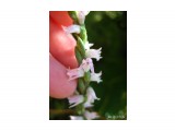 Сахалинская орхидейка: Скрученник?
Фотограф: Marion

Просмотров: 1647
Комментариев: 0