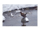 Бурая оляпка
Фотограф: VictorV

Просмотров: 691
Комментариев: 1