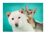Название: Как кошка с собакой))
Фотоальбом: Кошки
Категория: Животные

Просмотров: 577
Комментариев: 0