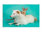 Название: "Моя собака! Чо хочу - то и делаю")))
Фотоальбом: Кошки
Категория: Животные

Просмотров: 526
Комментариев: 0