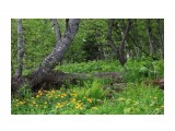 Дикие леса...
Фотограф: vikirin

Просмотров: 2167
Комментариев: 0