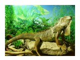 дракон(dragon)

Просмотров: 3084
Комментариев: 0