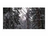 В лесу берендеевском...
Фотограф: vikirin

Просмотров: 1954
Комментариев: 0