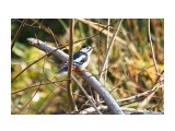 Большой пестрый дятел
Фотограф: VictorV
Great Spotted Woodpecker

Просмотров: 1794
Комментариев: 2