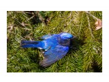 Синяя мухоловка?
Cyanoptila cyanomelana

Просмотров: 795
Комментариев: 0