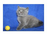 Название: кошка 3
Фотоальбом: котята
Категория: Животные

Время съемки/редактирования: 2012:04:15 15:47:16
Фотокамера: Canon - Canon EOS 1000D
Диафрагма: f/4.5
Выдержка: 1/60
Фокусное расстояние: 33/1



Просмотров: 530
Комментариев: 0