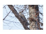 Рыжеухий бюльбюль
Фотограф: VictorV

Просмотров: 478
Комментариев: 0