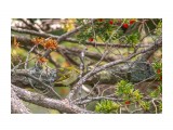 Корольковая пеночка
Фотограф: Tsygankov Yuriy
Тот еще мастер маскиров ки...:)

Просмотров: 281
Комментариев: 0