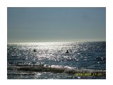 Макарьевка.В то воскресенье море было очень теплое
Фотограф: vikirin

Просмотров: 2355
Комментариев: 1