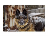 Свежий снег, припорошило.
Фотограф: фотохроник

Просмотров: 753
Комментариев: 1