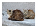 Название: Бездомные
Фотоальбом: кошки
Категория: Животные

Время съемки/редактирования: 2017:05:30 19:28:54
Фотокамера: SONY - DSC-H400
Диафрагма: f/5.2
Выдержка: 1/125
Фокусное расстояние: 65000/1000



Просмотров: 714
Комментариев: 0