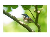 Siberian Blue Robin
Фотограф: VictorV
Синий соловей

Просмотров: 380
Комментариев: 3