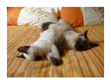Название: P1040089
Фотоальбом: Царевна Жужу Вайт Элефант
Категория: Животные

Время съемки/редактирования: 2011:08:01 11:30:11
Фотокамера: Panasonic - DMC-FS3
Диафрагма: f/2.8
Выдержка: 10/300
Фокусное расстояние: 55/10
Светочуствительность: 160


Просмотров: 918
Комментариев: 3