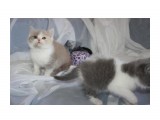 Название: 12
Фотоальбом: помет К биколорные британцы
Категория: Животные

Время съемки/редактирования: 2013:04:21 18:22:45
Фотокамера: Canon - Canon EOS 1000D
Диафрагма: f/4.0
Выдержка: 1/60
Фокусное расстояние: 27/1



Просмотров: 914
Комментариев: 0