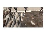 Разная рыба в Ашане

Просмотров: 409
Комментариев: 0