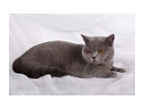 Название: Soffy Наследник Престола
Фотоальбом: британцы п-ка "Soffy"
Категория: Животные

Время съемки/редактирования: 2011:02:05 14:37:19
Фотокамера: Canon - Canon EOS 5D Mark II
Диафрагма: f/6.3
Выдержка: 1/200
Фокусное расстояние: 50/1
Светочуствительность: 100


Просмотров: 575
Комментариев: 0