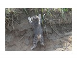 Название: альпинист
Фотоальбом: кошки
Категория: Животные

Просмотров: 696
Комментариев: 0