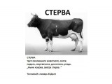 Название: Стерва
Фотоальбом: Весёлости
Категория: Юмор

Просмотров: 1100
Комментариев: 0