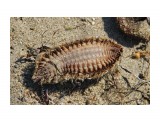 Название: Морская мышь - Афродита полихета
Фотоальбом: Медузы, крабы и др.
Категория: Природа

Время съемки/редактирования: 2021:09:17 07:28:55
Фотокамера: Canon - Canon EOS 1200D
Диафрагма: f/5.6
Выдержка: 1/1600
Фокусное расстояние: 135/1



Просмотров: 332
Комментариев: 2