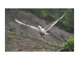 Аааааххх!!!!!
Фотограф: vikirin

Просмотров: 2341
Комментариев: 0