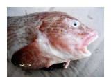 Морской слизень (липарис)    
Фотограф: 7388PetVladVik

Просмотров: 6658
Комментариев: 0