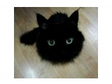 4

Просмотров: 3559
Комментариев: 5