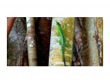 Название: Ящерица
Фотоальбом: Saipan.Hotel "Pacific Islands Club"
Категория: Туризм, путешествия

Время съемки/редактирования: 2011:04:05 02:56:00
Фотокамера: SONY - PMB



Просмотров: 1308
Комментариев: 0