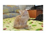 Название: Харлей
Фотоальбом: Новые фото свободного котенка породы Мейн-кун - котенку ровно 3-и месяца
Категория: Животные
Фотограф: Arishka

Время съемки/редактирования: 2012:05:18 20:54:16
Фотокамера: NIKON CORPORATION - NIKON D90
Диафрагма: f/5.6
Выдержка: 10/800
Фокусное расстояние: 280/10



Просмотров: 346
Комментариев: 0