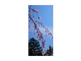 DSC09477
Сакура цветёт.

Просмотров: 238
Комментариев: 0