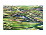 Японский анчоус
На море, в траве куча этой рыбки.

Просмотров: 1430
Комментариев: 0