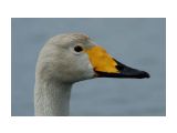 Название: Фото 5
Фотоальбом: Лебеди в Охотске
Категория: Природа

Просмотров: 694
Комментариев: 0