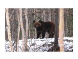 Название: Голодный мишка внимательно смотрит.Ой, ой, ой!!!
Фотоальбом: Сахалин
Категория: Животные

Время съемки/редактирования: 2013:05:05 16:48:10
Фотокамера: Canon - Canon EOS 50D
Диафрагма: f/11.0
Выдержка: 1/100
Фокусное расстояние: 85/1


Описание: Перед Весточкой

Просмотров: 1553
Комментариев: 2