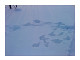 Лисупка ходила
Фотограф: vikirin

Просмотров: 3569
Комментариев: 0