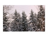 Зимний лес.. декабрь...
Фотограф: vikirin

Просмотров: 2201
Комментариев: 0