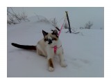 Котопес :)

Просмотров: 1311
Комментариев: 