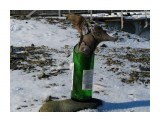 нечто в бутылке из под импортного пива

Просмотров: 3532
Комментариев: 0