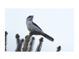 Great Grey Shrike
Фотограф: VictorV
Серый сорокопут

Просмотров: 438
Комментариев: 0