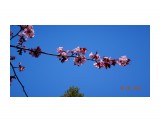 DSC09483
Сакура цветёт.

Просмотров: 257
Комментариев: 0