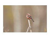 Урагус
Фотограф: VictorV
Long-tailed Rosefinch

Просмотров: 402
Комментариев: 0