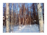 В березовом лесу...
Фотограф: vikirin

Просмотров: 3690
Комментариев: 0