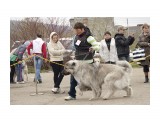Название: Кавказцы (8)
Фотоальбом: Выставка собак 22-23 мая 2010г.
Категория: Животные

Время съемки/редактирования: 2010:05:31 00:40:40
Фотокамера: Canon - Canon EOS 50D
Диафрагма: f/5.6
Выдержка: 1/800
Фокусное расстояние: 72/1
Светочуствительность: 400


Просмотров: 865
Комментариев: 0
